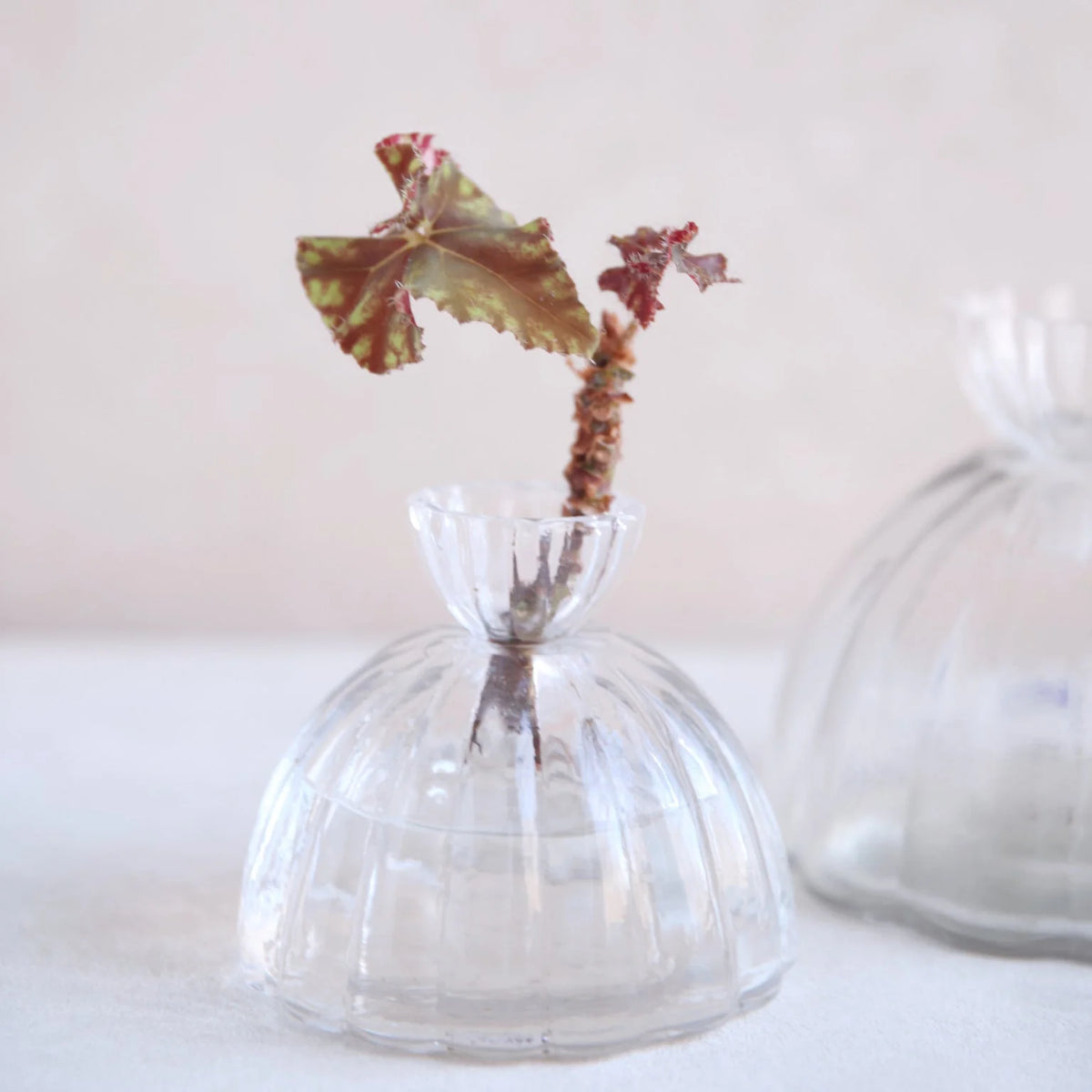 Root Propagation Vase