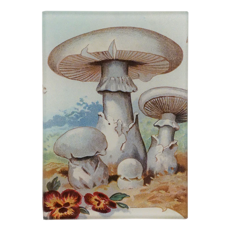 Amanite Ovoide Tray