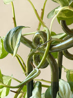 Glazed Plant Stake
