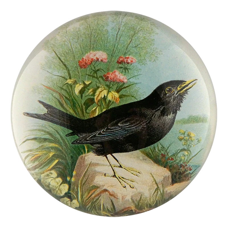 Blackbird Dome Paperweight