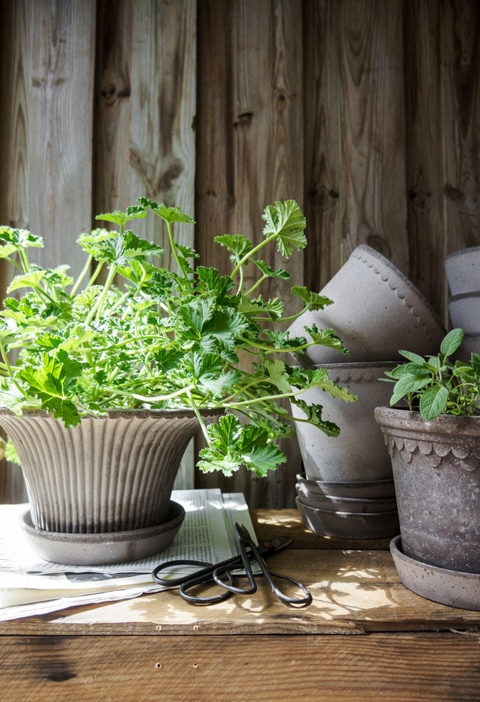 Daisy Raw Grey Terracotta Pot