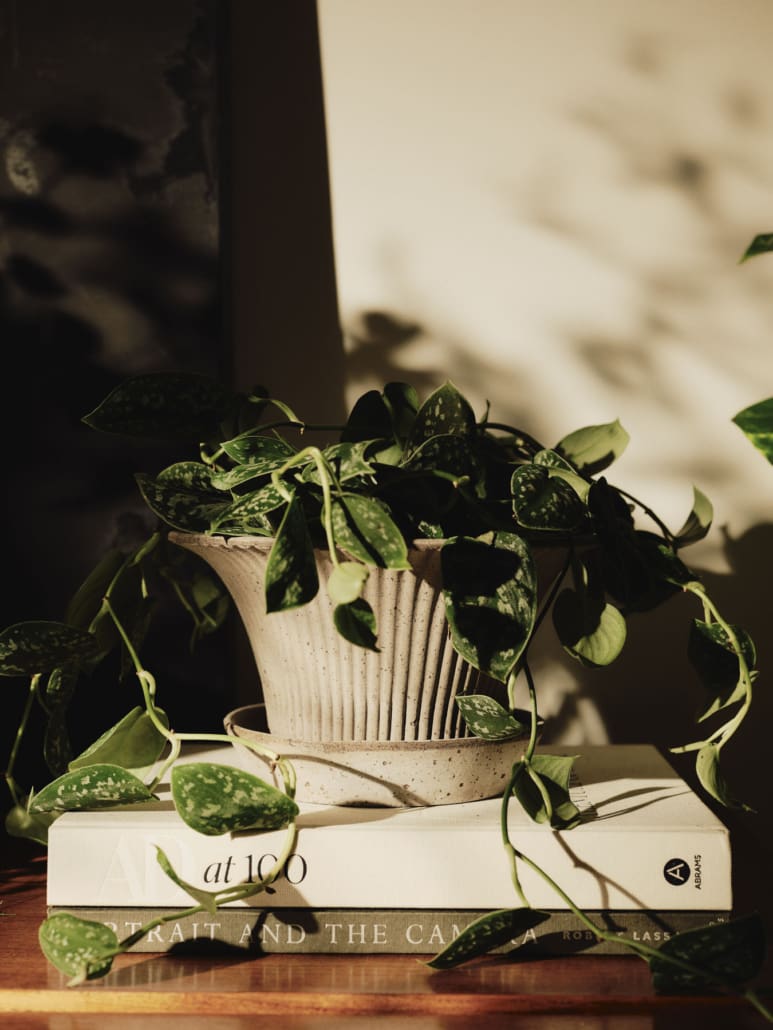 Daisy Raw Grey Terracotta Pot