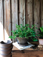 Daisy Raw Grey Terracotta Pot