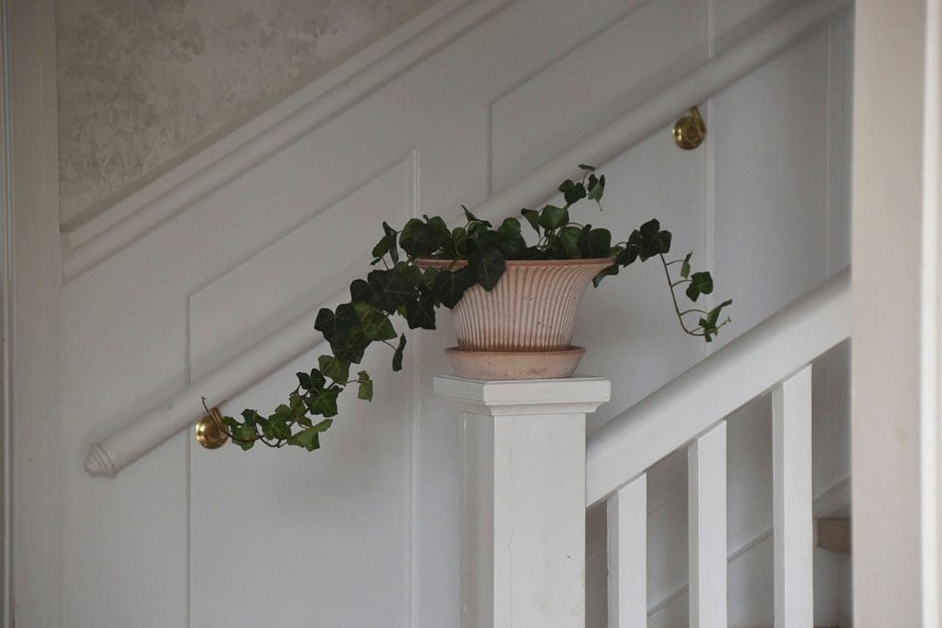 Daisy Raw Rosa Terracotta Pot