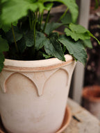 Elizabeth Raw Rosa Terracotta Pot
