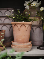 Elizabeth Raw Rosa Terracotta Pot