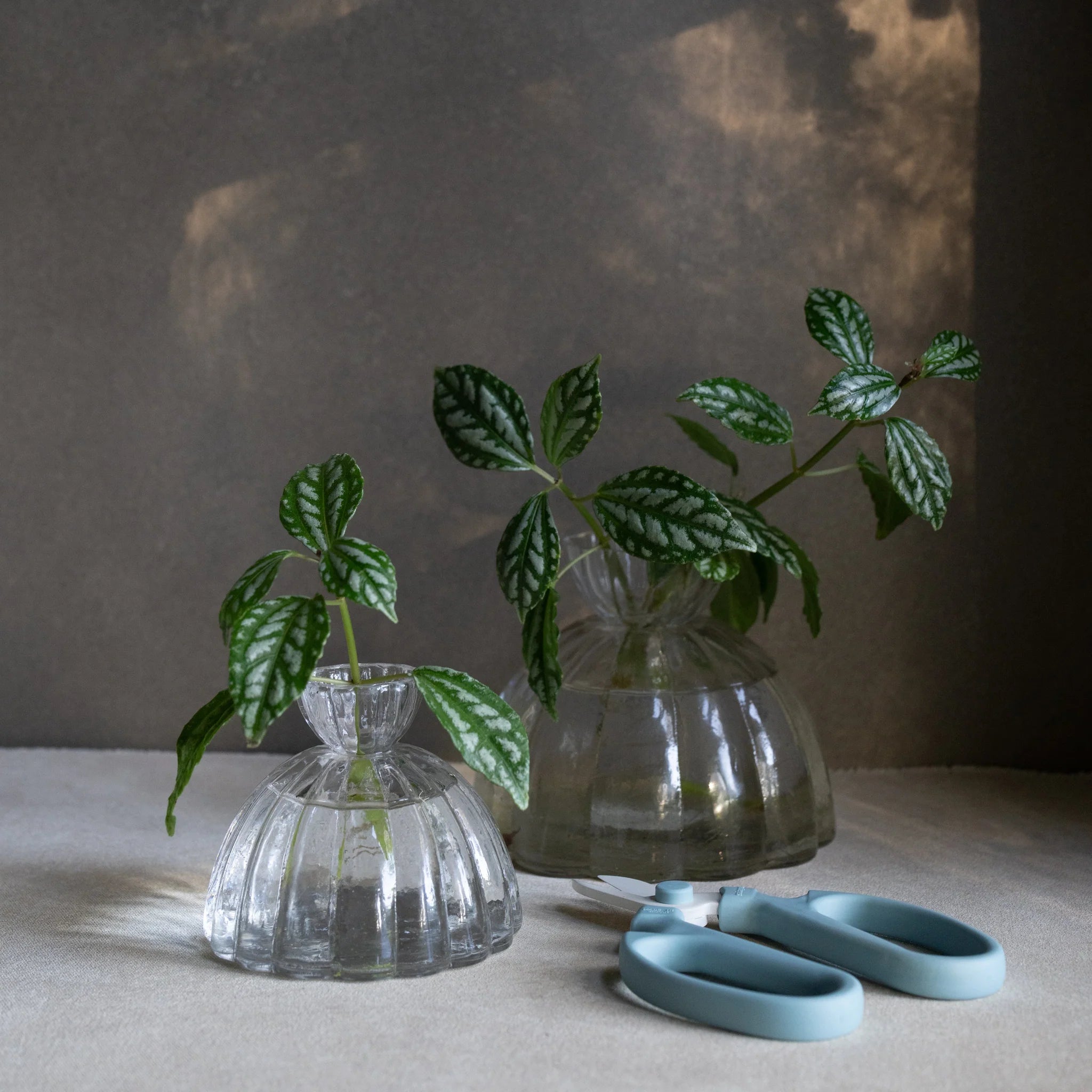 Root Propagation Vase