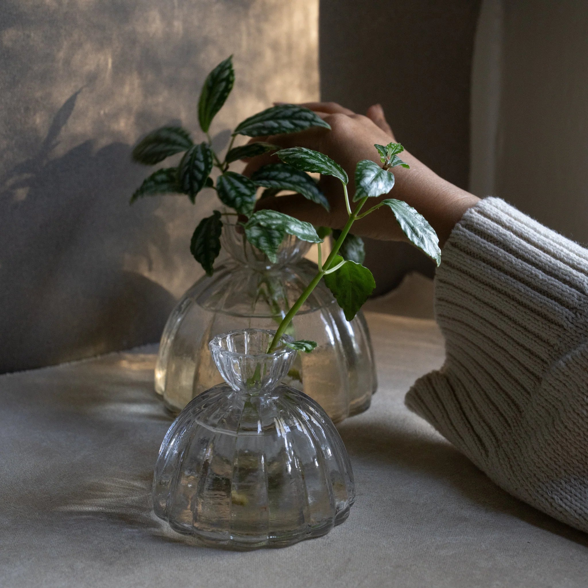 Root Propagation Vase