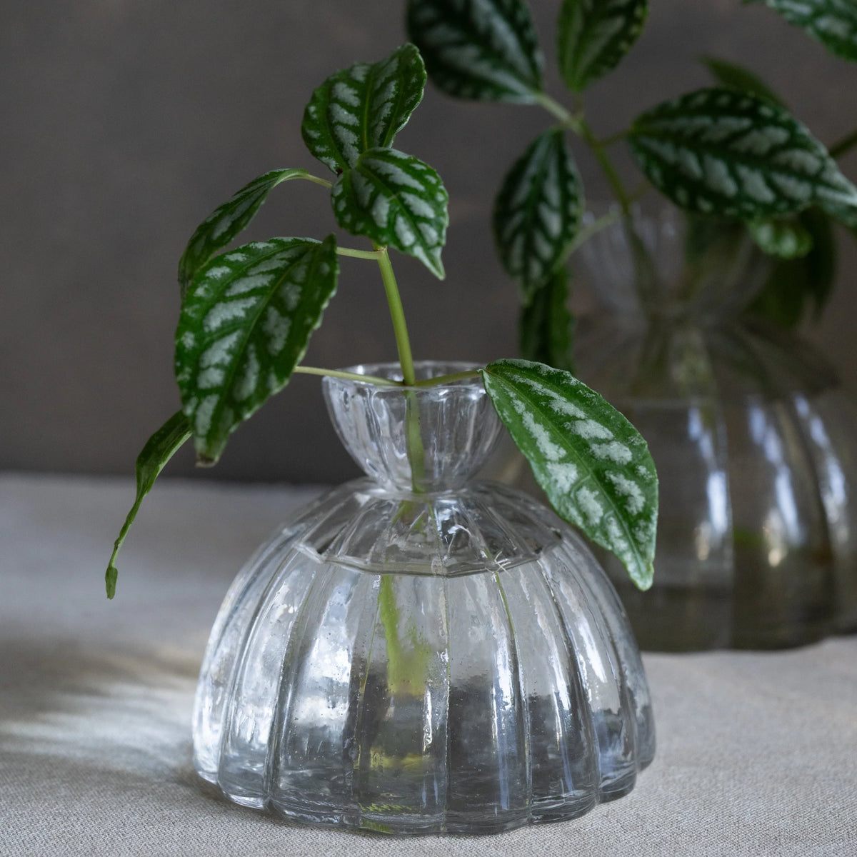 Root Propagation Vase