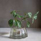 Root Propagation Vase
