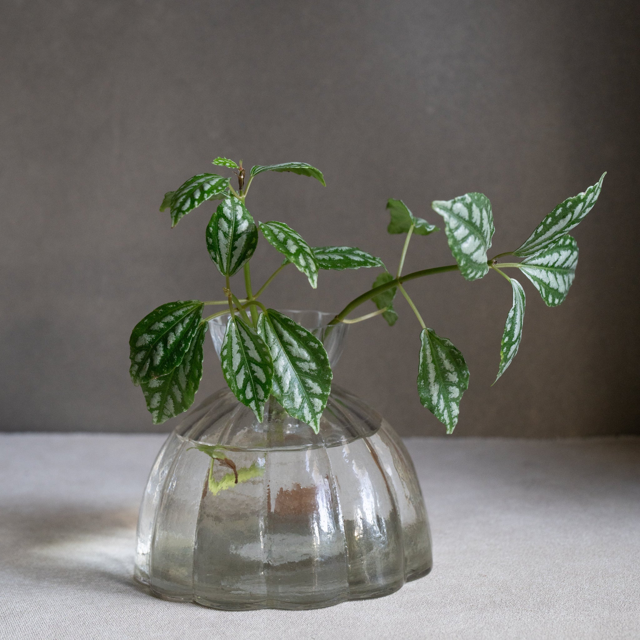 Root Propagation Vase