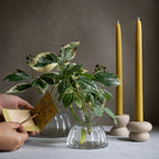 Root Propagation Vase