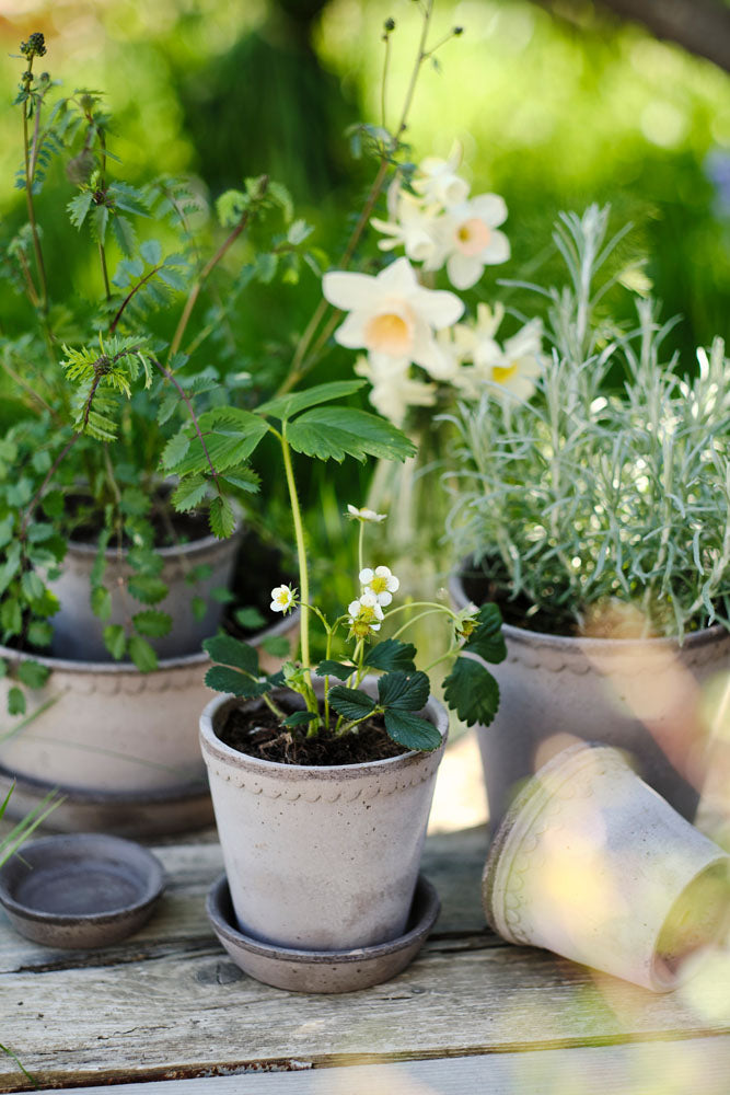 Helena Raw Grey Terracotta Pot