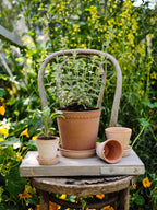 Helena Raw Rosa Terracotta Pot