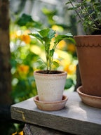 Helena Raw Rosa Terracotta Pot