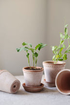 Helena Raw Rosa Terracotta Pot