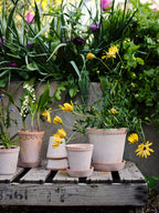 Helena Raw Rosa Terracotta Pot