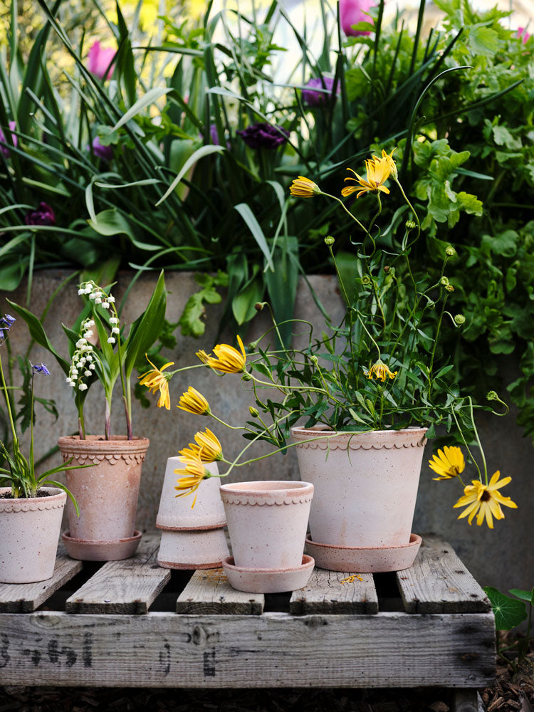 Helena Raw Rosa Terracotta Pot
