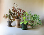 Glazed Plant Stake