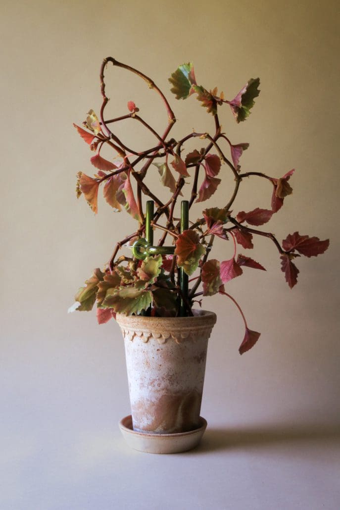 Glazed Plant Stake