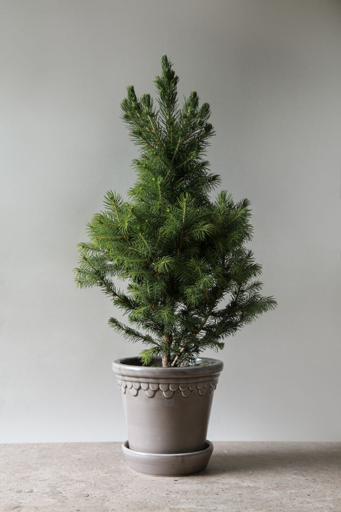 Københavner Raw Grey Terracotta Pot