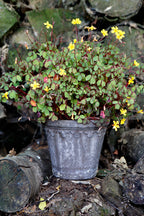 Københavner Raw Grey Terracotta Pot