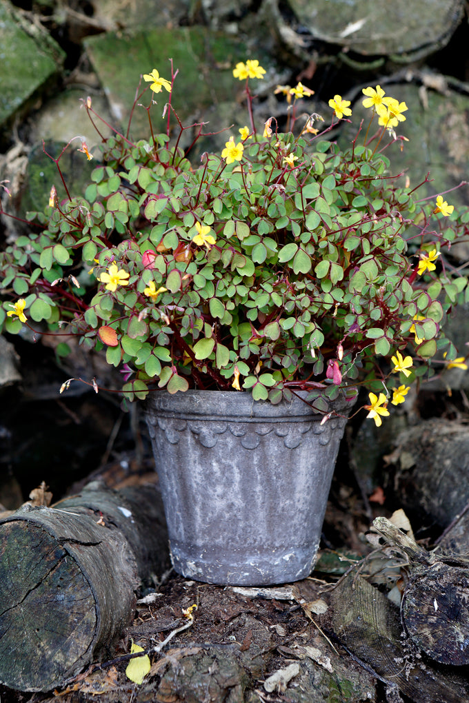 Københavner Raw Grey Terracotta Pot