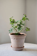 Københavner Raw Rosa Terracotta Pot