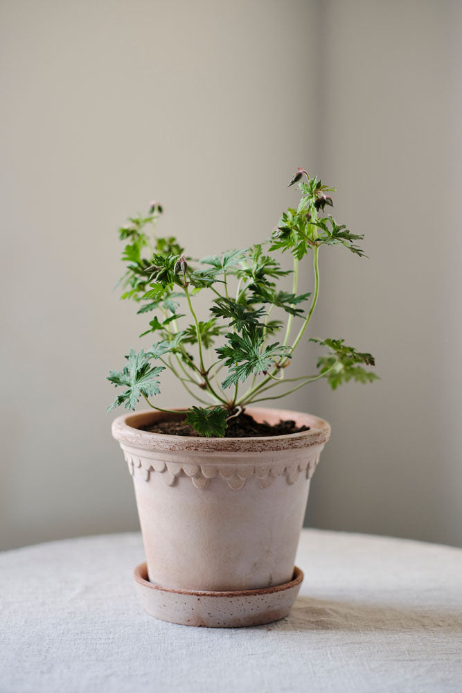 Københavner Raw Rosa Terracotta Pot