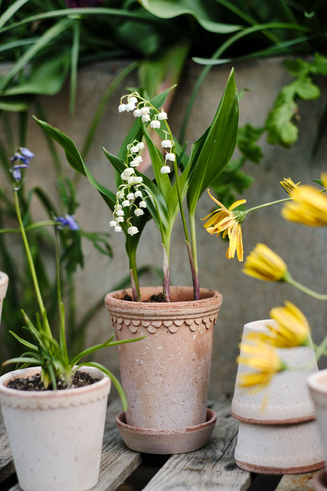 Københavner Raw Rosa Terracotta Pot
