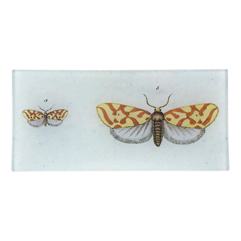 Pyralis Christierniana Moth Tray