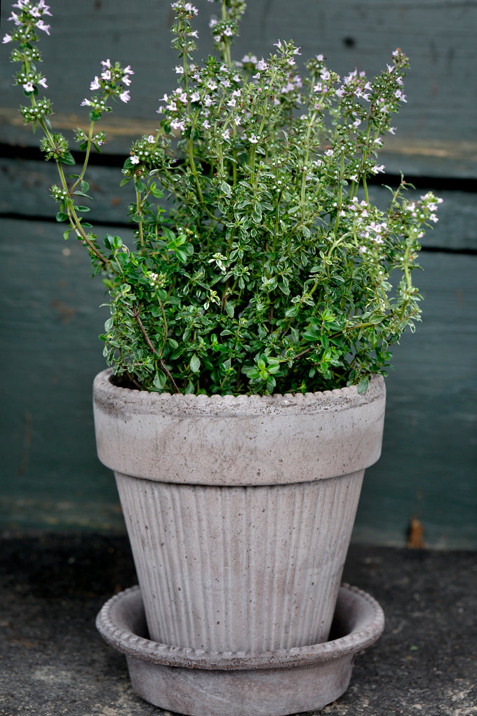 Simona Raw Grey Terracotta Pot