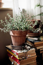 Simona Raw Rossa Terracotta Pot