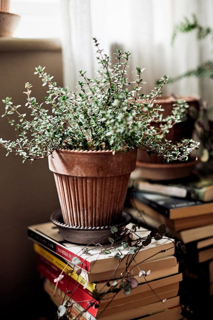 Simona Raw Rossa Terracotta Pot