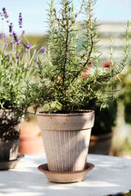 Simona Raw Rossa Terracotta Pot