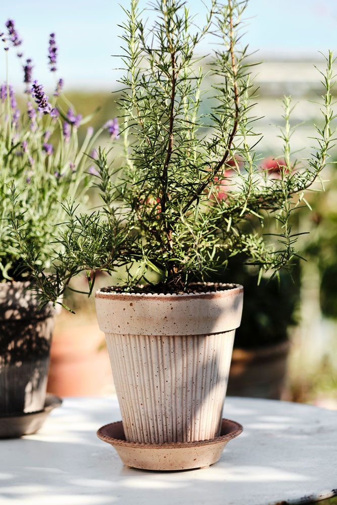Simona Raw Rossa Terracotta Pot
