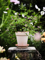 Simona Raw Rossa Terracotta Pot