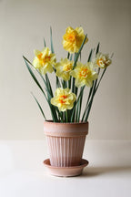 Simona Raw Rossa Terracotta Pot