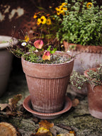 Simona Raw Rossa Terracotta Pot